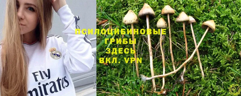 Галлюциногенные грибы Cubensis  как найти закладки  Камызяк 